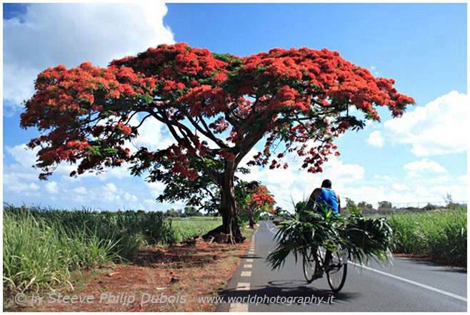 Flame Tree On The Road To Albion